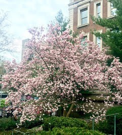 Picture of a blossom tree