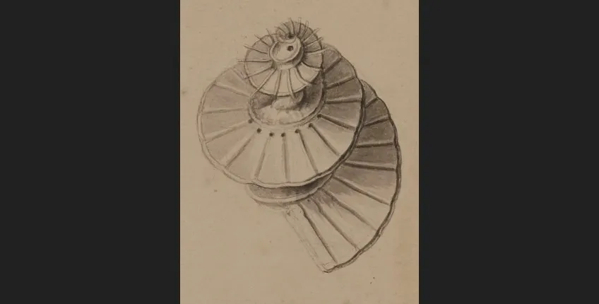 Drawing of a spiral