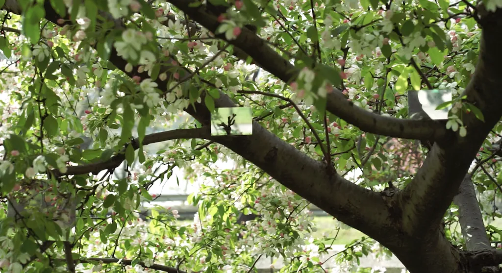 Picture of a tree